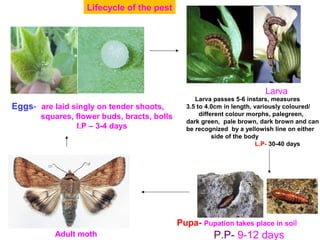 Lifecycle of the pest
Eggs- are laid singly on tender shoots,
squares, flower buds, bracts, bolls
I.P – 3-4 days
Larva
Pupa- Pupation takes place in soil
P.P- 9-12 daysAdult moth
Larva passes 5-6 instars, measures
3.5 to 4.0cm in length, variously coloured/
different colour morphs, palegreen,
dark green, pale brown, dark brown and can
be recognized by a yellowish line on either
side of the body
L.P- 30-40 days
 