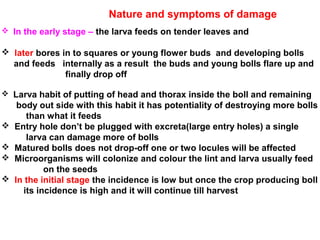 Nature and symptoms of damage
 In the early stage – the larva feeds on tender leaves and
 later bores in to squares or young flower buds and developing bolls
and feeds internally as a result the buds and young bolls flare up and
finally drop off
 Larva habit of putting of head and thorax inside the boll and remaining
body out side with this habit it has potentiality of destroying more bolls
than what it feeds
 Entry hole don’t be plugged with excreta(large entry holes) a single
larva can damage more of bolls
 Matured bolls does not drop-off one or two locules will be affected
 Microorganisms will colonize and colour the lint and larva usually feed
on the seeds
 In the initial stage the incidence is low but once the crop producing boll
its incidence is high and it will continue till harvest
 