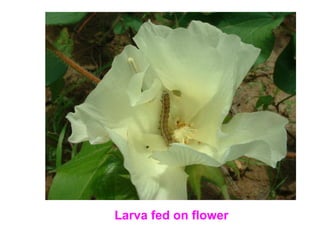 Larva fed on flower
 