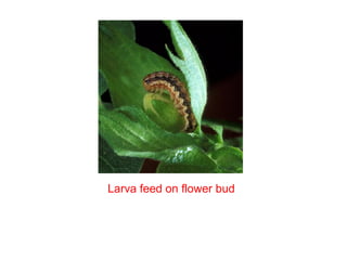 Larva feed on flower bud
 