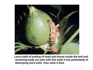 Larva habit of putting of head and thorax inside the boll and
remaining body out side with this habit it has potentiality of
destroying more bolls than what it feed.
 