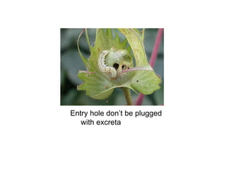 Entry hole don’t be plugged
with excreta
 