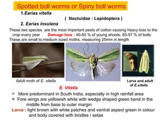 Spotted boll worms or Spiny boll worms
1.Earias vitella
( Noctuidae : Lepidoptera )
2. Earias insulana
Adult moth of E. vitella Larva and adult
of E.vitella
E. Vitella
 More predominant in South India, especially in high rainfall area
Fore wings are yellowish white with wedge shaped green band in the
middle from base to outer margin
Larva : light brown with white patches and ventral aspect green in colour
and body covered with bristles / setae
These two species are the most important pests of cotton causing heavy loss to the
crop every year Damage loss : 40-50 % of young shoots, 50-57 % of bolls
These are small to medium sized moths, measuring 25mm in length
 