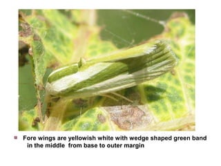 Fore wings are yellowish white with wedge shaped green band
in the middle from base to outer margin
 