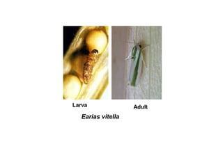 Larva Adult
Earias vitella
 