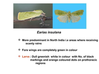 Earias insulana
 More predominant in North India i.e areas where receiving
scanty rains
 Fore wings are completely green in colour
 Larva : Dull greenish white in colour with No. of black
markings and orange coloured dots on prothoracic
regions
 