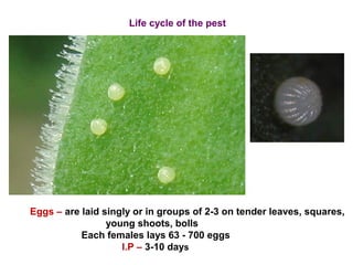 Life cycle of the pest
Eggs – are laid singly or in groups of 2-3 on tender leaves, squares,
young shoots, bolls
Each females lays 63 - 700 eggs
I.P – 3-10 days
 