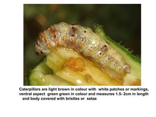 Caterpillars are light brown in colour with white patches or markings,
ventral aspect green green in colour and measures 1.5- 2cm in length
and body covered with bristles or setae
 
