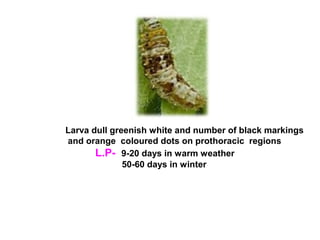 Larva dull greenish white and number of black markings
and orange coloured dots on prothoracic regions
L.P- 9-20 days in warm weather
50-60 days in winter
 