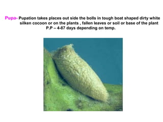 Pupa- Pupation takes places out side the bolls in tough boat shaped dirty white
silken cocoon or on the plants , fallen leaves or soil or base of the plant
P.P – 4-87 days depending on temp.
 