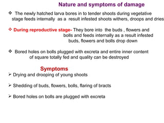 Nature and symptoms of damage
 The newly hatched larva bores in to tender shoots during vegetative
stage feeds internally as a result infested shoots withers, droops and dries
 During reproductive stage- They bore into the buds , flowers and
bolls and feeds internally as a result infested
buds, flowers and bolls drop down
 Bored holes on bolls plugged with excreta and entire inner content
of square totally fed and quality can be destroyed
Symptoms
 Drying and drooping of young shoots
 Shedding of buds, flowers, bolls, flaring of bracts
 Bored holes on bolls are plugged with excreta
 