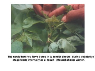 The newly hatched larva bores in to tender shoots during vegetative
stage feeds internally as a result infested shoots wither.
 