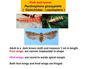 Pink boll worm
Pectinophora gossypiella
( Gelechiidae : Lepidoptera )
Adult is a dark brown moth and measure 1 cm in length.
Fore wings- are narrow, trapezoidal in shape
Hind wings- are round to wards apical margin
Both fore wings and hind wings are fringed
 
