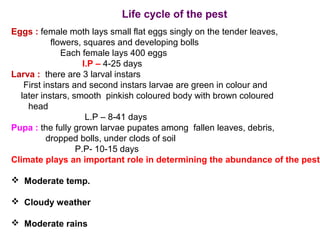 Life cycle of the pest
Eggs : female moth lays small flat eggs singly on the tender leaves,
flowers, squares and developing bolls
Each female lays 400 eggs
I.P – 4-25 days
Larva : there are 3 larval instars
First instars and second instars larvae are green in colour and
later instars, smooth pinkish coloured body with brown coloured
head
L.P – 8-41 days
Pupa : the fully grown larvae pupates among fallen leaves, debris,
dropped bolls, under clods of soil
P.P- 10-15 days
Climate plays an important role in determining the abundance of the pest
 Moderate temp.
 Cloudy weather
 Moderate rains
 