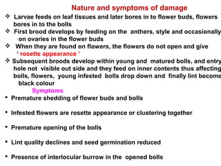 Nature and symptoms of damage
 Larvae feeds on leaf tissues and later bores in to flower buds, flowers
bores in to the bolls
 First brood develops by feeding on the anthers, style and occasionally
on ovaries in the flower buds
 When they are found on flowers, the flowers do not open and give
‘ rosette appearance ’
 Subsequent broods develop within young and matured bolls, and entry
hole not visible out side and they feed on inner contents thus affecting
bolls, flowers, young infested bolls drop down and finally lint become
black colour
Symptoms
 Premature shedding of flower buds and bolls
 Infested flowers are rosette appearance or clustering together
 Premature opening of the bolls
 Lint quality declines and seed germination reduced
 Presence of interlocular burrow in the opened bolls
 
