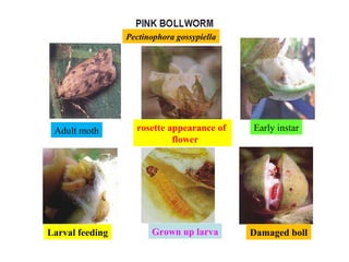 Pectinophora gossypiella
Adult moth rosette appearance of
flower
Early instar
Larval feeding Grown up larva Damaged boll
 