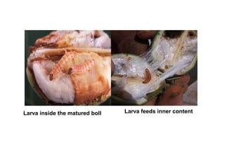 Larva inside the matured boll Larva feeds inner content
 