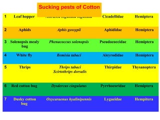 1 Leaf hopper Amrasca biguttula biguttula Cicadellidae Hemiptera
2 Aphids Aphis gossypii Aphididae Hemiptera
3 Solenopsis mealy
bug
Phenacoccus solenopsis Pseudococcidae Hemiptera
4 White fly Bemisia tabaci Aleyrodidae Hemiptera
5 Thrips Thrips tabaci
Scirtothrips dorsalis
Thirpidae Thysanoptera
6 Red cotton bug Dysdercus cingulatus Pyrrhocoridae Hemiptera
7 Dusky cotton
bug
Oxycaraenus hyalinipennis Lygaeidae Hempitera
Sucking pests of Cotton
 