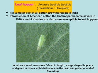 Leaf hopper : Amrasca biguttula biguttula
( Cicadellidae : Hemiptera)
 It is a major pest in all cotton growing region in India
 Introduction of American cotton the leaf hopper become severe in
1970’s and J.K series are also more susceptible to leaf hoppers
Adults are small, measures 2-3mm in length, wedge shaped hoppers
and green in colour with black spots on the head and posterior end of
fore wings
 