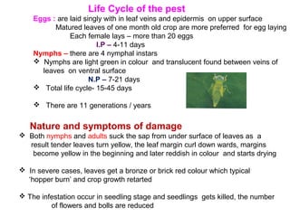 Nature and symptoms of damage
 Both nymphs and adults suck the sap from under surface of leaves as a
result tender leaves turn yellow, the leaf margin curl down wards, margins
become yellow in the beginning and later reddish in colour and starts drying
 In severe cases, leaves get a bronze or brick red colour which typical
‘hopper burn’ and crop growth retarted
 The infestation occur in seedling stage and seedlings gets killed, the number
of flowers and bolls are reduced
Life Cycle of the pest
Eggs : are laid singly with in leaf veins and epidermis on upper surface
Matured leaves of one month old crop are more preferred for egg laying
Each female lays – more than 20 eggs
I.P – 4-11 days
Nymphs – there are 4 nymphal instars
 Nymphs are light green in colour and translucent found between veins of
leaves on ventral surface
N.P – 7-21 days
 Total life cycle- 15-45 days
 There are 11 generations / years
 