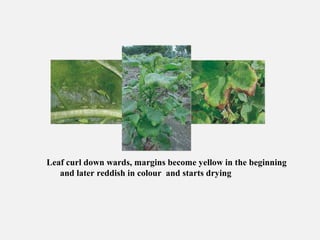 Leaf curl down wards, margins become yellow in the beginning
and later reddish in colour and starts drying
 