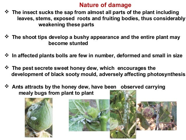 Ipm of cotton