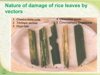 Integrated Pest management in rice base cropping system | PPT