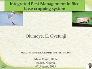 Integrated Pest Management in Rice
base cropping system
Olumoye. E. Oyetunji
Musa Room, IITA
Ibadan, Nigeria.
07 August, 2015
AGRA TRAINING PROGRAMME FOR TECHNICIAN
@
 