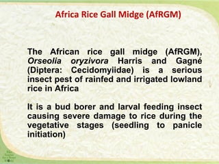 Integrated Pest management in rice base cropping system