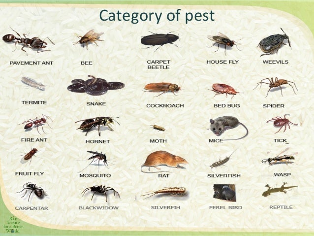 Integrated Pest management in rice base cropping system