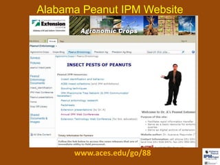 Alabama Peanut IPM Website 
www.aces.edu/go/88 
 