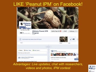 LIKE ‘Peanut IPM’ on Facebook! 
Advantages: Live updates, chat with researchers, 
videos and photos, IPM contest 
 