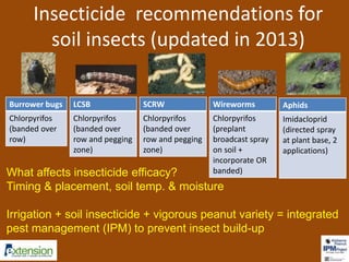 Insecticide recommendations for 
soil insects (updated in 2013) 
LCSB 
Chlorpyrifos 
(banded over 
row and pegging 
zone) 
SCRW 
Chlorpyrifos 
(banded over 
row and pegging 
zone) 
Wireworms 
Chlorpyrifos 
(preplant 
broadcast spray 
on soil + 
incorporate OR 
Burrower bugs 
Chlorpyrifos 
(banded over 
row) 
What affects insecticide efficacy? banded) 
Timing & placement, soil temp. & moisture 
Aphids 
Imidacloprid 
(directed spray 
at plant base, 2 
applications) 
Irrigation + soil insecticide + vigorous peanut variety = integrated 
pest management (IPM) to prevent insect build-up 
 