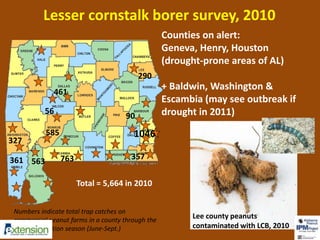 Lesser cornstalk borer survey, 2010 
Counties on alert: 
Geneva, Henry, Houston 
(drought-prone areas of AL) 
+ Baldwin, Washington & 
Escambia (may see outbreak if 
drought in 2011) 
461 
56 
327 
585 
361 563 763 
290 
90 
1046 
357 
Total = 5,664 in 2010 
Numbers indicate total trap catches on 
commercial peanut farms in a county through the 
entire production season (June-Sept.) 
Lee county peanuts 
contaminated with LCB, 2010 
 