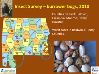 Insect Survey – burrower bugs, 2010 
Counties on alert: Baldwin, 
Escambia, Monroe, Henry, 
Houston 
Worst cases in Baldwin & Henry 
Counties. 
 