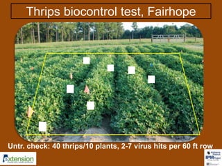 Thrips biocontrol test, Fairhope 
1 
2 
3 
4 
5 
6 
7 
Untr. check: 40 thrips/10 plants, 2-7 virus hits per 60 ft row 
 