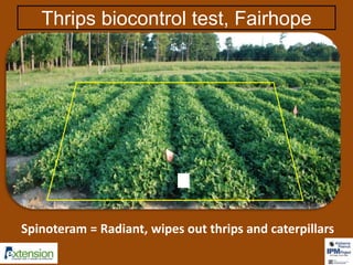 Thrips biocontrol test, Fairhope 
1 
Spinoteram = Radiant, wipes out thrips and caterpillars 
 