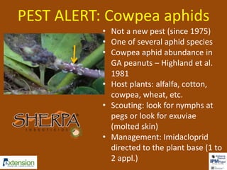 PEST ALERT: Cowpea aphids 
• Not a new pest (since 1975) 
• One of several aphid species 
• Cowpea aphid abundance in 
GA peanuts – Highland et al. 
1981 
• Host plants: alfalfa, cotton, 
cowpea, wheat, etc. 
• Scouting: look for nymphs at 
pegs or look for exuviae 
(molted skin) 
• Management: Imidacloprid 
directed to the plant base (1 to 
2 appl.) 
 