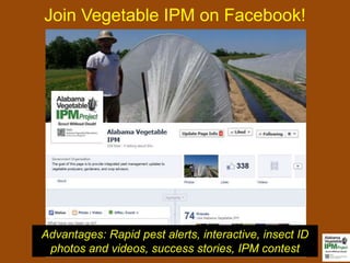 Join Vegetable IPM on Facebook! 
Advantages: Rapid pest alerts, interactive, insect ID 
photos and videos, success stories, IPM contest 
 