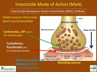 Insecticide Mode of Action (MoA) 
Insecticide Resistance Action Committee (IRAC): 8 MoAs 
Sensory neuron 
Receiving neuron 
Inhibit enzyme that breaks 
down neurotransmitter 
Carbamates, OP (act in 
the synaptic gap) 
Cyclodienes, 
Pyrethroids (act 
on receiving neuron) 
Neonicotinoids, 
Spinosyn (mimic 
neurotransmitter) 
Flow of info 
 