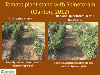 Tomato plant stand with Spinetoram 
(Clanton, 2012) 
Untreated check 
Radiant (spinetoram) 8 oz + 
0.25% NIS 
Severely reduced stand results 
in poor crop yield. 
Timely insecticide treatments can 
result in high crop yield. 
 