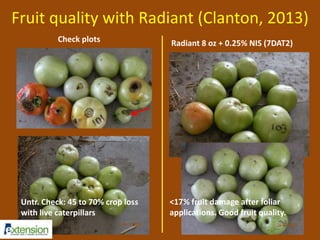 Fruit quality with Radiant (Clanton, 2013) 
Check plots Radiant 8 oz + 0.25% NIS (7DAT2) 
Untr. Check: 45 to 70% crop loss 
with live caterpillars 
<17% fruit damage after foliar 
applications. Good fruit quality. 
 