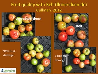Fruit quality with Belt (flubendiamide) 
Cullman, 2012 
Untreated check 
Belt 
90% fruit 
damage <10% fruit 
damage 
 