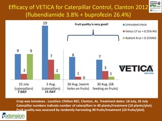 Efficacy of VETICA for Caterpillar Control, Clanton 2012 
(flubendiamide 3.8% + buprofezin 26.4%) 
9 
19 
8 7 
2 
7 
1 
3 
9 
2 
0 
1 
25 July 
(caterpillars) 
2 Aug. 
(caterpillars) 
30 Aug. (worm 
holes on fruits) 
30 Aug. (SB 
feeding on fruits) 
Untreated check 
Vetica 17 oz + 0.25% NIS 
Radiant 8 oz + 0.25%NIS 
7 DAT 15 DAT 
Fruit quality is very good! 
Crop was tomatoes . Location: Chilton REC, Clanton, AL. Treatment dates: 18 July, 26 July 
Caterpillar numbers indicate number of caterpillars in 40 plants/treatment (10 plants/plot). 
Fruit quality was assessed by randomly harvesting 40 fruits/treatment (10 fruits/plot). 
 