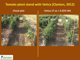 Tomato plant stand with Vetica (Clanton, 2012) 
Check plot Vetica 17 oz + 0.25% NIS 
 
