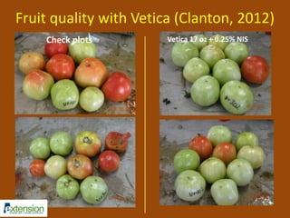 Fruit quality with Vetica (Clanton, 2012) 
Check plots Vetica 17 oz + 0.25% NIS 
 