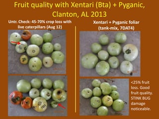 Fruit quality with Xentari (Bta) + Pyganic, 
Clanton, AL 2013 
Xentari + Pyganic foliar 
(tank-mix, 7DAT4) 
Untr. Check: 45-70% crop loss with 
live caterpillars (Aug 12) 
<25% fruit 
loss. Good 
fruit quality. 
STINK BUG 
damage 
noticeable. 
 