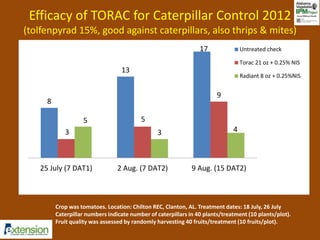 Efficacy of TORAC for Caterpillar Control 2012 
(tolfenpyrad 15%, good against caterpillars, also thrips & mites) 
8 
13 
17 
3 
5 
9 
5 
3 4 
Untreated check 
Torac 21 oz + 0.25% NIS 
Radiant 8 oz + 0.25%NIS 
25 July (7 DAT1) 2 Aug. (7 DAT2) 9 Aug. (15 DAT2) 
Crop was tomatoes. Location: Chilton REC, Clanton, AL. Treatment dates: 18 July, 26 July 
Caterpillar numbers indicate number of caterpillars in 40 plants/treatment (10 plants/plot). 
Fruit quality was assessed by randomly harvesting 40 fruits/treatment (10 fruits/plot). 
