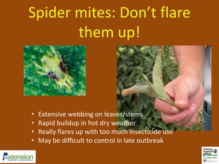 Spider mites: Don’t flare 
them up! 
• Extensive webbing on leaves/stems 
• Rapid buildup in hot dry weather 
• Really flares up with too much insecticide use 
• May be difficult to control in late outbreak 
 