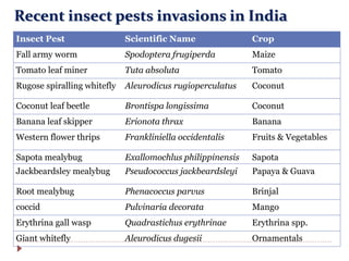 Recent insect pests invasions in India
Insect Pest Scientific Name Crop
Fall army worm Spodoptera frugiperda Maize
Tomato leaf miner Tuta absoluta Tomato
Rugose spiralling whitefly Aleurodicus rugioperculatus Coconut
Coconut leaf beetle Brontispa longissima Coconut
Banana leaf skipper Erionota thrax Banana
Western flower thrips Frankliniella occidentalis Fruits & Vegetables
Sapota mealybug Exallomochlus philippinensis Sapota
Jackbeardsley mealybug Pseudococcus jackbeardsleyi Papaya & Guava
Root mealybug Phenacoccus parvus Brinjal
coccid Pulvinaria decorata Mango
Erythrina gall wasp Quadrastichus erythrinae Erythrina spp.
Giant whitefly Aleurodicus dugesii Ornamentals
 